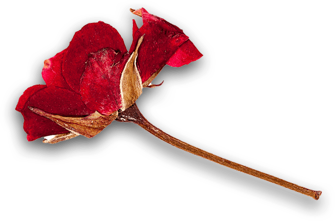 Pressed flower